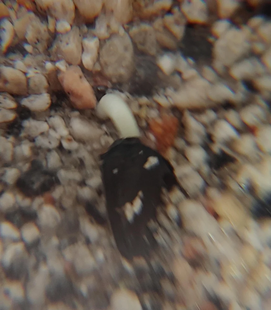 Agave titanota Blue (アガベ チタノタブルー)